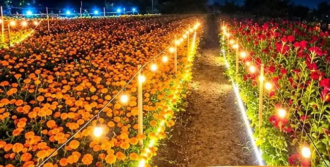 Lit path between marigold and cockscomb fields at Fitofolor — photo 1 of 2