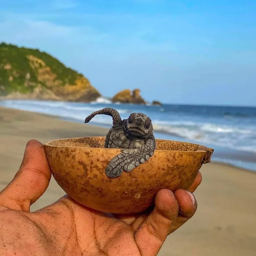 Sea Turtle Release on the Huatulco Coast — photo 1 of 16