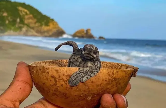 Sea Turtle Release on the Huatulco Coast